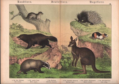 1886 belle lithographie - belle,