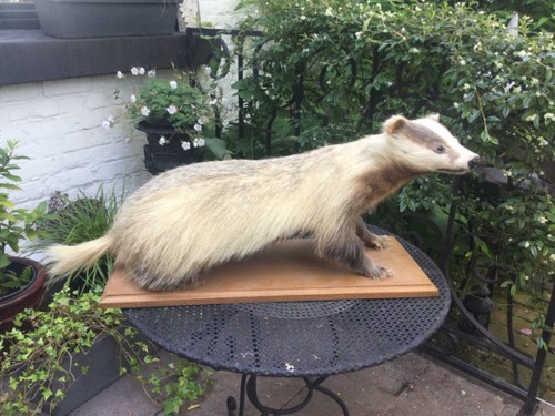 Curiosite grande taxidermie - curiosite!,